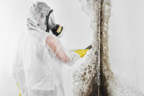 Best Mold Cleaning Services  in Rutherford, TN