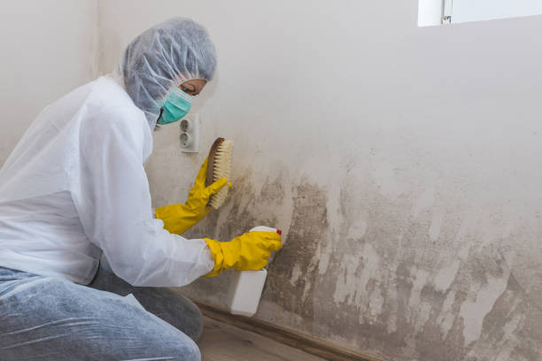 Certified Mold Removal in Rutherford, TN