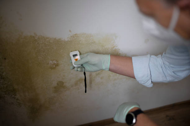Best Emergency Mold Removal  in Rutherford, TN