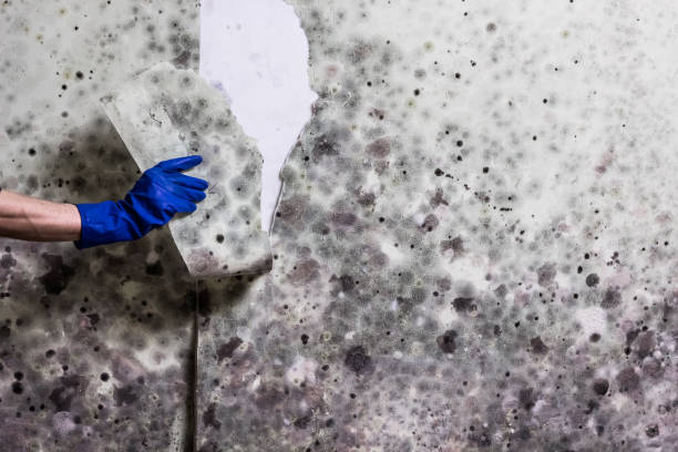 Best Mold Damage Repair  in Rutherford, TN