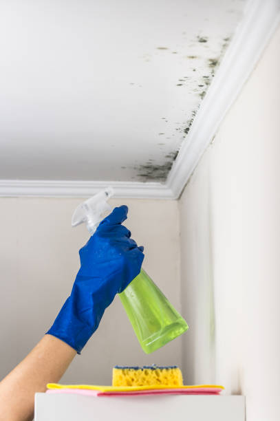 Best Mold Remediation  in Rutherford, TN