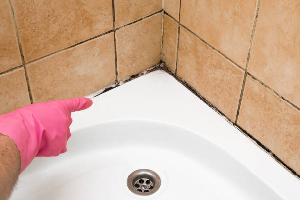 Best Local Mold Removal Service  in Rutherford, TN